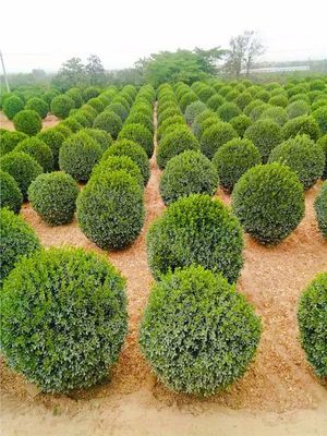 北方秋冬苗市行情預(yù)測 園林綠化設(shè)計(jì)與施工視角下的逆勢苗木分析